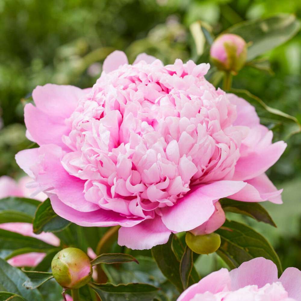 Pion 'Monsieur Jules Elie'